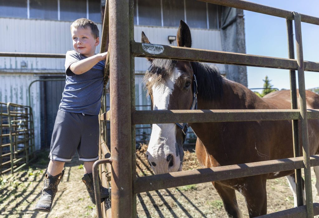 Teddy Hamstra, 4, hangs off the pen of a Clydesdale named Woody at the Evergreen State Fair on Wednesday, Aug. 20, 2025 in Monroe, Washington. (Olivia Vanni / The Herald)