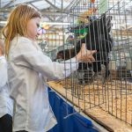 Scarlett Underland, 9, puts her chicken Spotty back into its cage during load-in day at the Evergreen State Fair on Wednesday, Aug. 20, 2025 in Monroe, Washington. (Olivia Vanni / The Herald)
