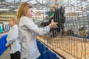 Scarlett Underland, 9, puts her chicken Spotty back into its cage during load-in day at the Evergreen State Fair on Wednesday, Aug. 20, 2025 in Monroe, Washington. (Olivia Vanni / The Herald)