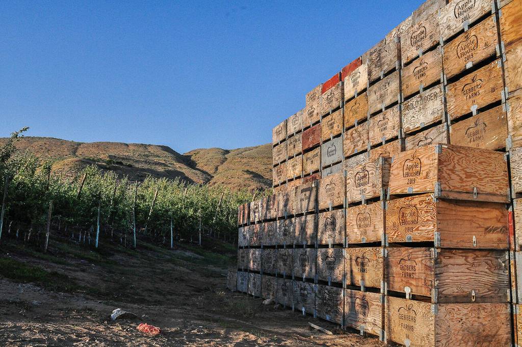 Packing boxes await apples at an orchard in the lower Methow Valley. (Sue Misao)
