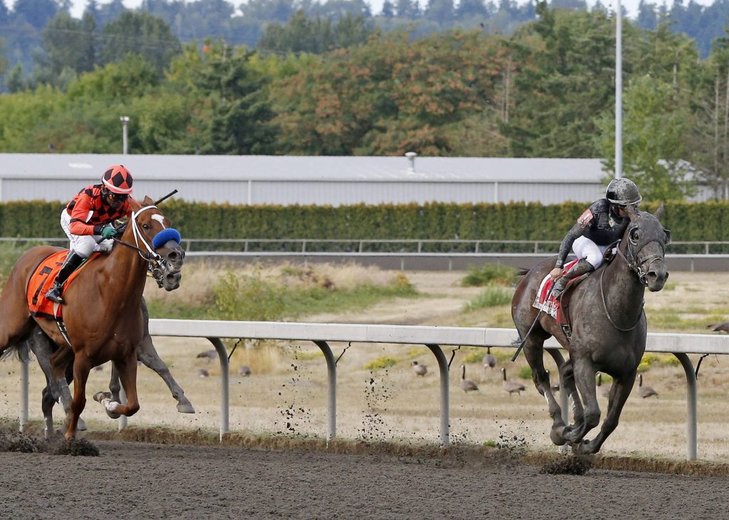 Arrowthegreat pulls away from the competition in the stretch to win Sundays Longacres Mile at Emerald Downs racetrack in Auburn. (Photo courtesy of Emerald Downs)