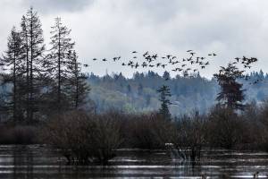 A large flock of ducks fly above the recently restored wetland area of Smith Island along Union Slough on Thursday, April 11, 2019 in Everett, Wash. (Olivia Vanni / The Herald)