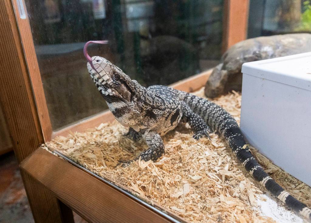 Cheesecake, an Argentine Black and White Tegu, flicks its tongue in the air in its enclosure on Tuesday, Aug. 19, 2025 in Monroe, Washington. (Olivia Vanni / The Herald)