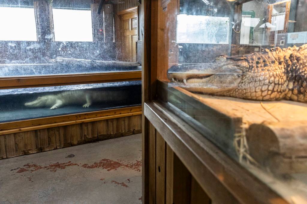 Basker, an Albino American Alligator, and Barnabus, an American Alligator, rest in their enclosures on Tuesday, Aug. 19, 2025 in Monroe, Washington. (Olivia Vanni / The Herald)