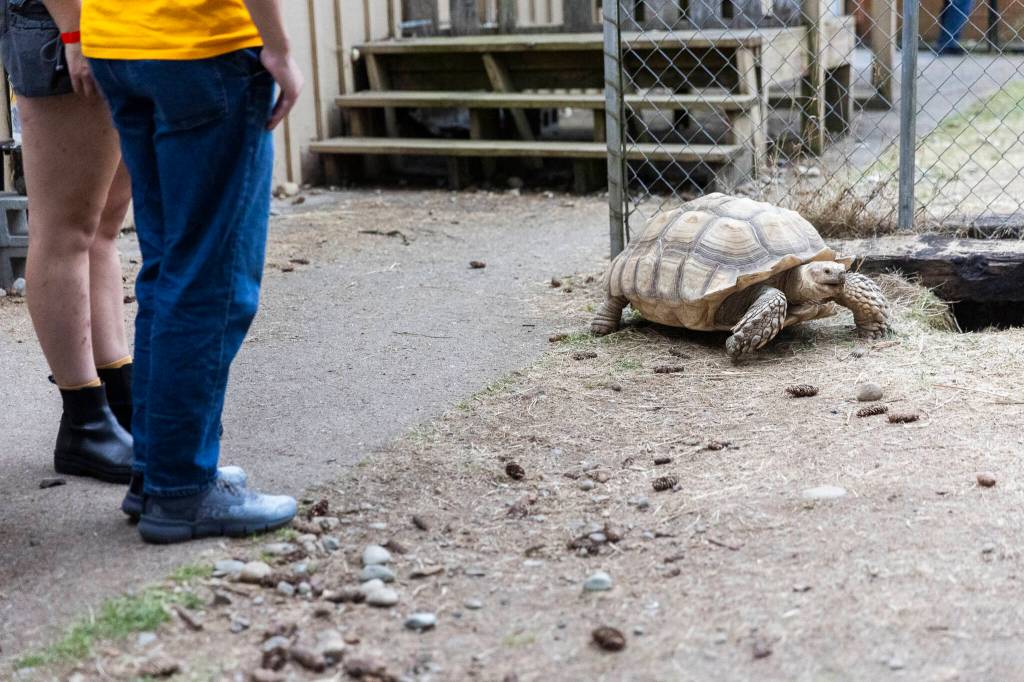 People watch as a tortoise explores its outdoor enclosure on Tuesday, Aug. 19, 2025 in Monroe, Washington. (Olivia Vanni / The Herald)