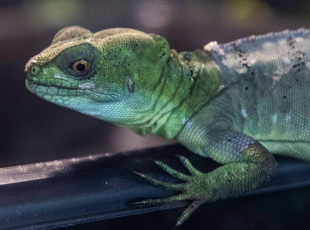 Sol, a Green Basilisk, rests in his enclosure on Aug. 19 in Monroe.