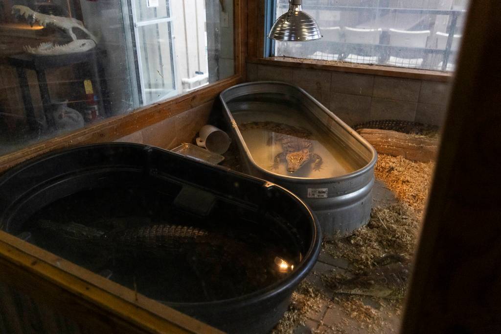 Multiple Nile crocodiles rest in their enclosures on Tuesday, Aug. 19, 2025 in Monroe, Washington. (Olivia Vanni / The Herald)