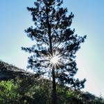 The morning sun peeks out from behind a pine tree on a Carlton hillside. (Sue Misao)