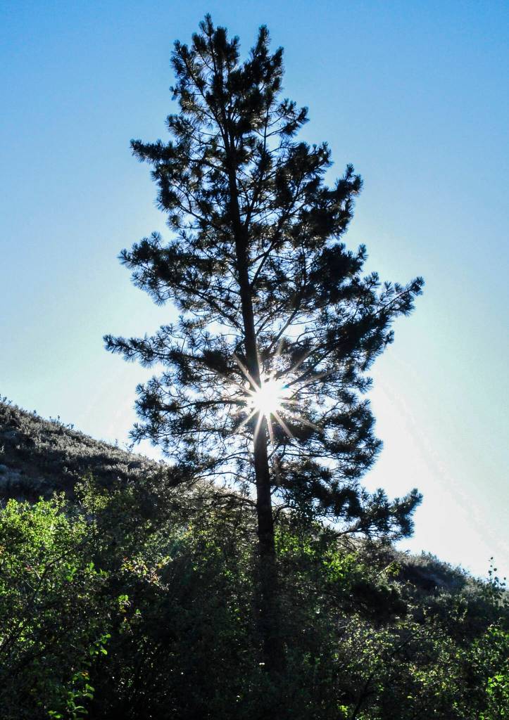 The morning sun peeks out from behind a pine tree on a Carlton hillside. (Sue Misao)