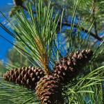A cluster of cones grows on a pine tree in the Methow Valley. (Sue Misao)
