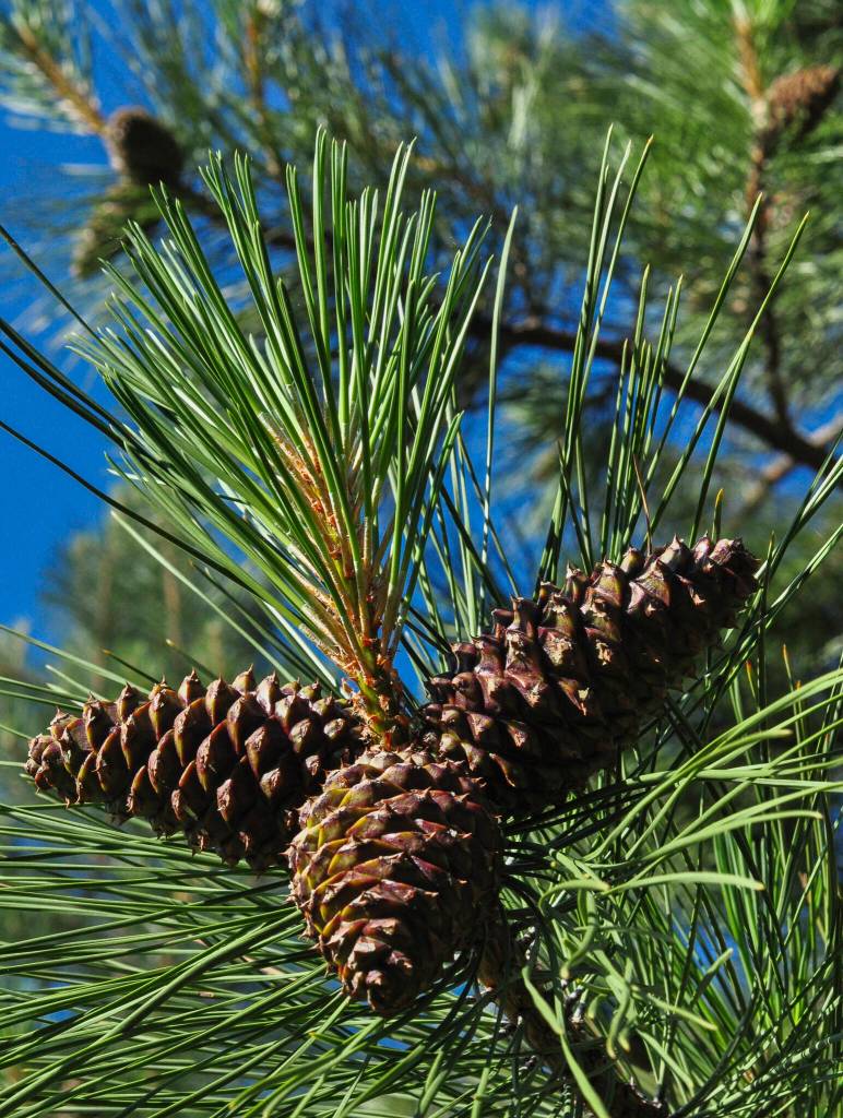 A cluster of cones grows on a pine tree in the Methow Valley. (Sue Misao)