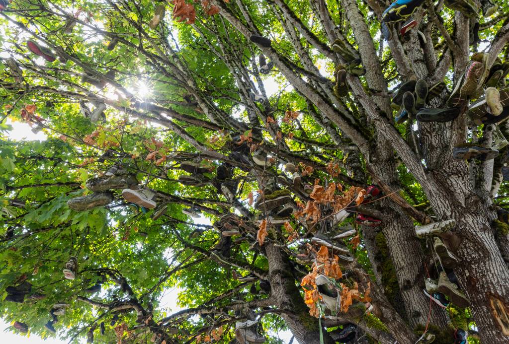 Hundreds of shoes hang from a tree along Machias Road on Thursday, Aug. 28, 2025 in Snohomish, Washington. (Olivia Vanni / The Herald)