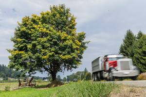 A truck passes by the shoe tree along Machias Road on Thursday, Aug. 28, 2025 in Snohomish, Washington. (Olivia Vanni / The Herald)