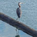 A great blue heron peers across the Swinomish Channel. (Jon Bauer / The Herald)