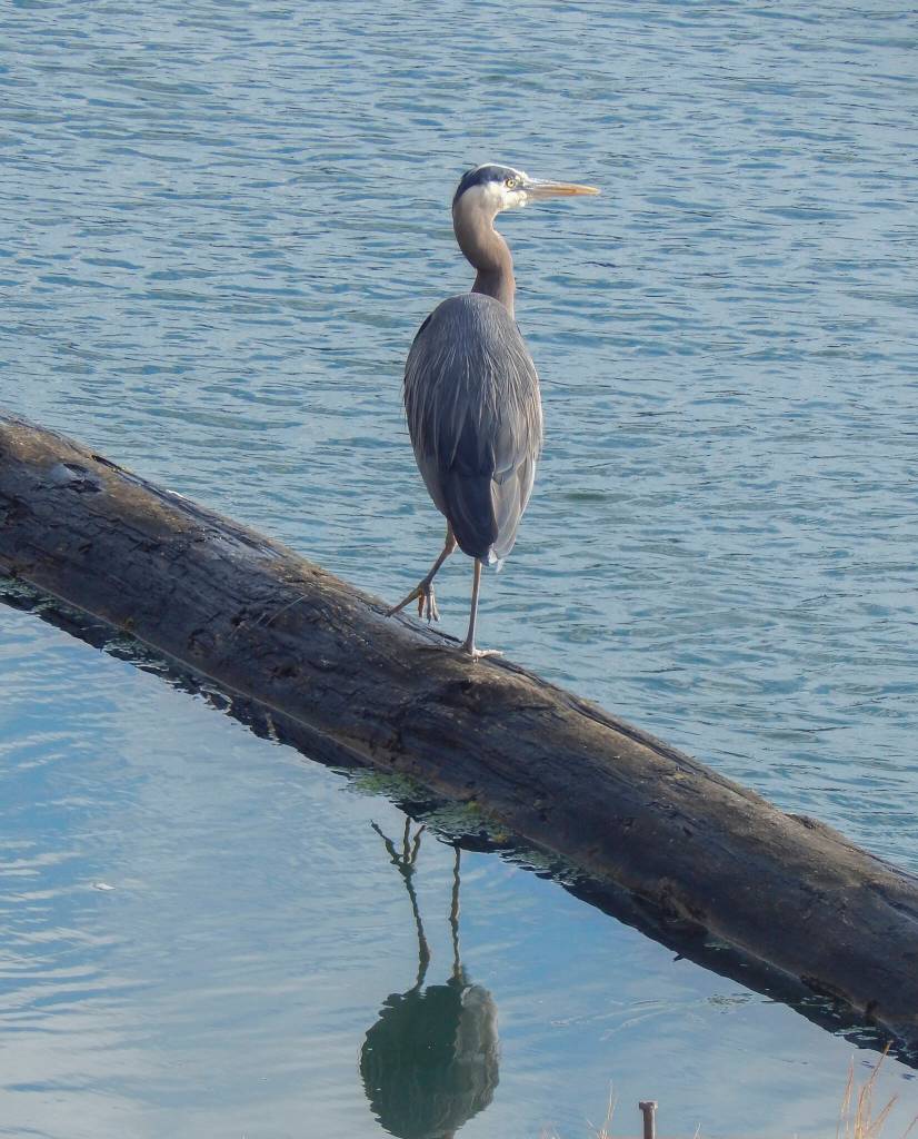 A great blue heron peers across the Swinomish Channel. (Jon Bauer / The Herald)

