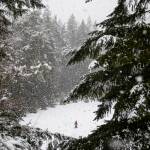 Avery Nicolayeff, 11, walks across a snow-covered field in Forest Park during a brief snowstorm on Feb. 23, 2023 in Everett, Washington. (Olivia Vanni / The Herald)