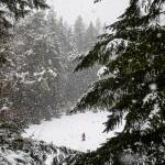 Avery Nicolayeff, 11, walks through an open field covered in snow at Forest Park in 2023 in Everett. (Olivia Vanni / The Herald)