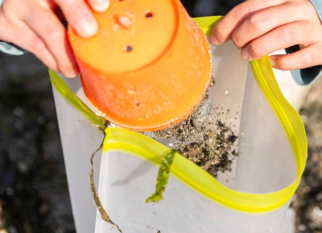 A top layer of sand is put in a sample bag on Sept. 23, 2025 in Edmonds, Washington. (Olivia Vanni / The Herald)