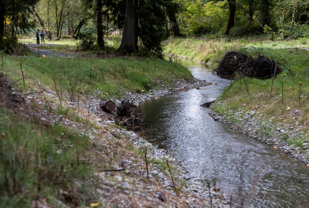 New plants are visible long the bank of a new side channel in Osprey Park on Thursday, Sept. 18, 2025 in Sultan, Washington. (Olivia Vanni / The Herald)