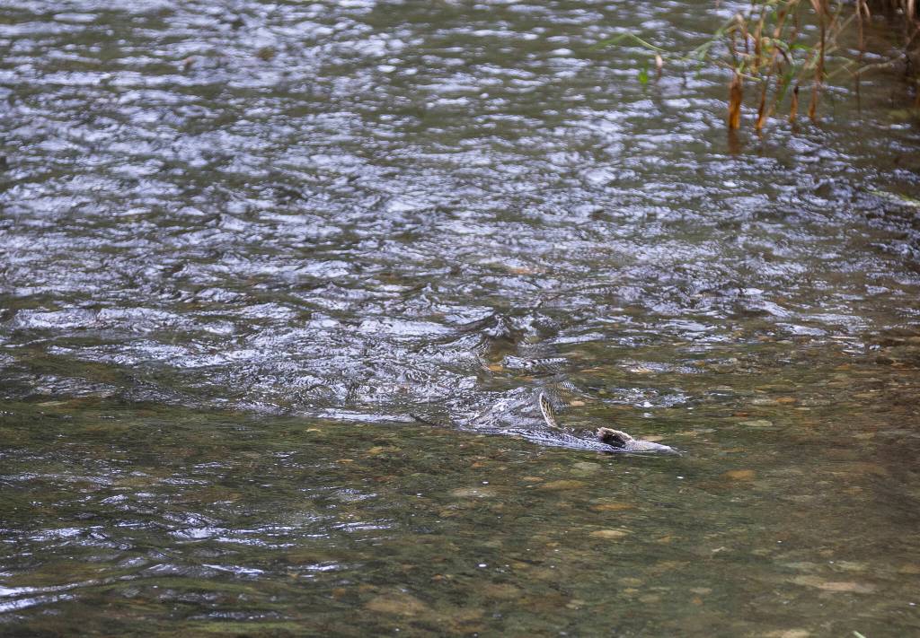 A salmon swims upstream in a new side channel in Osprey Park on Thursday, Sept. 18, 2025 in Sultan, Washington. (Olivia Vanni / The Herald)