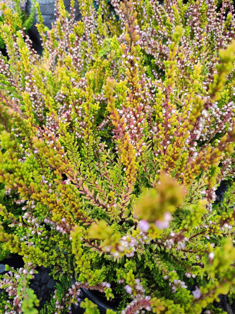 Winter chocolate heather. (Trevor Cameron)