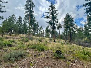The Rimrock Retreat Fire burned through the Oak Creek drainage in Yakima County in 2024, but the damage was minimal due to tree thinning and prescribed burns the Department of Natural Resources completed in the area with House Bill 1168 funding before the fire. (Emily Fitzgerald/Washington State Standard)