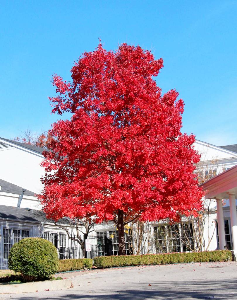 October Glory is a spectacular variety of Red Maple that turns color a bit later than others. (Schmidt)