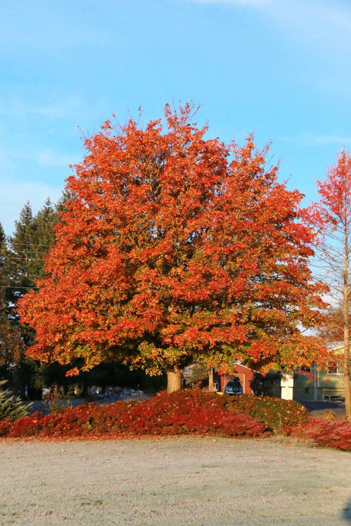 An oldie but goodie, the Norwegian Sunset variety mature into wonderful landscape trees with excellent branching and a balanced, uniform canopy. (Schmidt)