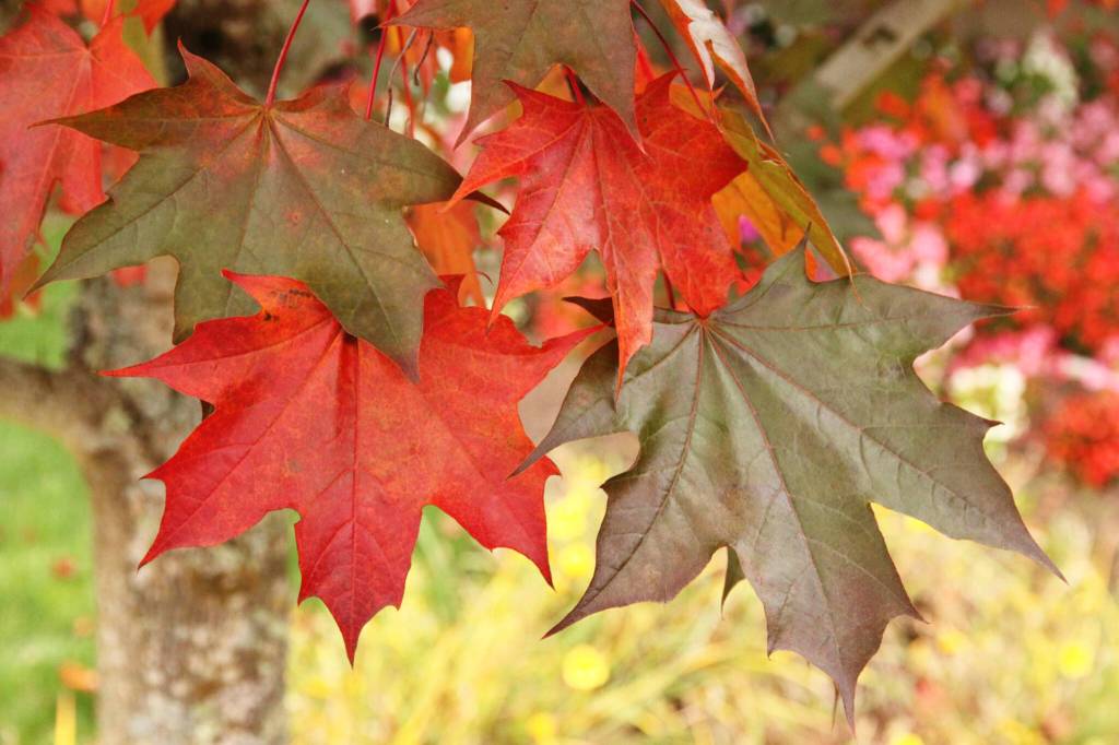 A closeup of Crimson Sunset foliage. This variety provides interest spring through fall with purplish leaves during the growing season versus the typical green. (Schmidt)