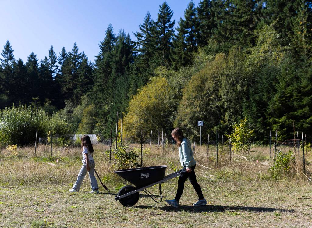 A student pushes a wheelbarrow of sifted compost during class at South Whidbey Elementary School on Sept. 22, 2025 in Langley, Washington. (Olivia Vanni / The Herald)