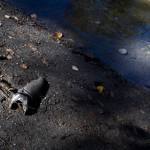A dead Chinook salmon lays on the bank of the Sultan River on Sept. 30, 2025 in Sultan, Washington. (Olivia Vanni / The Herald)