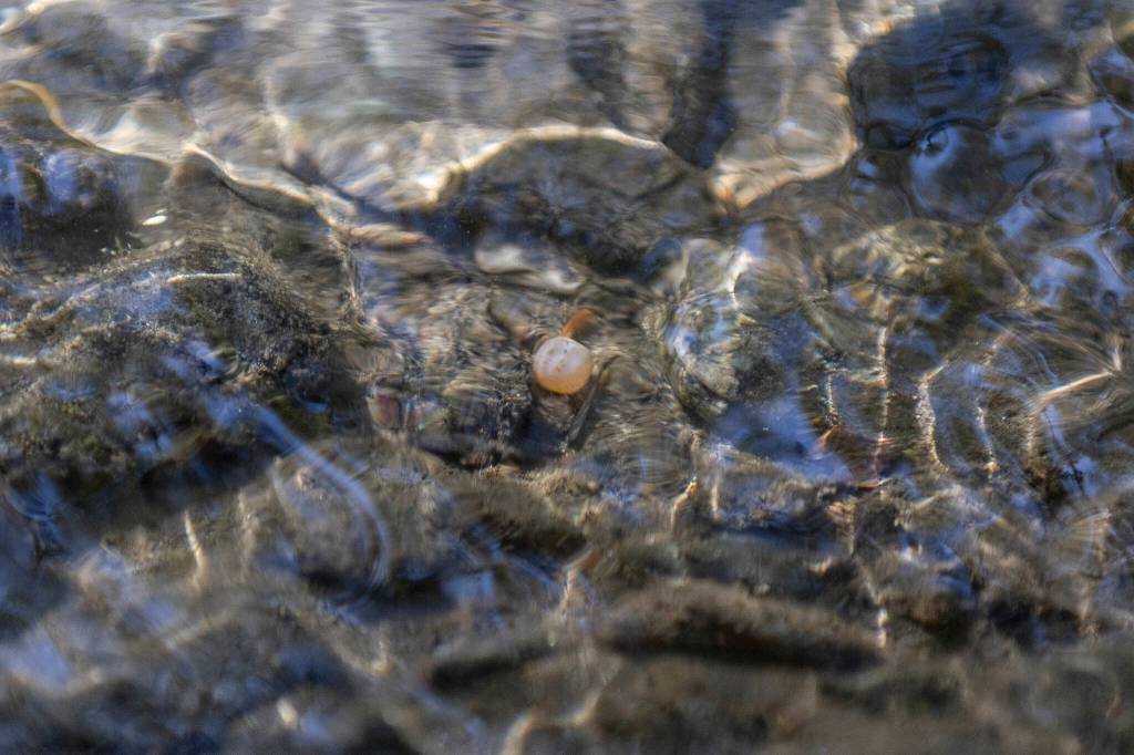 A salmon egg is visible through the water on the Sultan River on Sept. 30, 2025 in Sultan, Washington. (Olivia Vanni / The Herald)