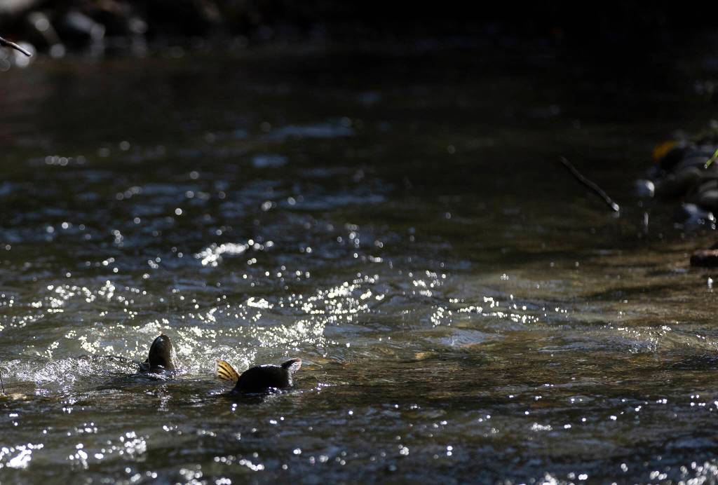 A pair of Pink salmons humps are visible as they navigate their way up a side channel of the Sultan River on Sept. 30, 2025 in Sultan, Washington. (Olivia Vanni / The Herald)