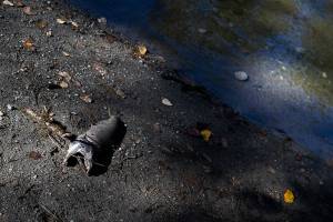 A dead Chinook salmon lays on the bank of the Sultan River on Sept. 30, 2025 in Sultan, Washington. (Olivia Vanni / The Herald)