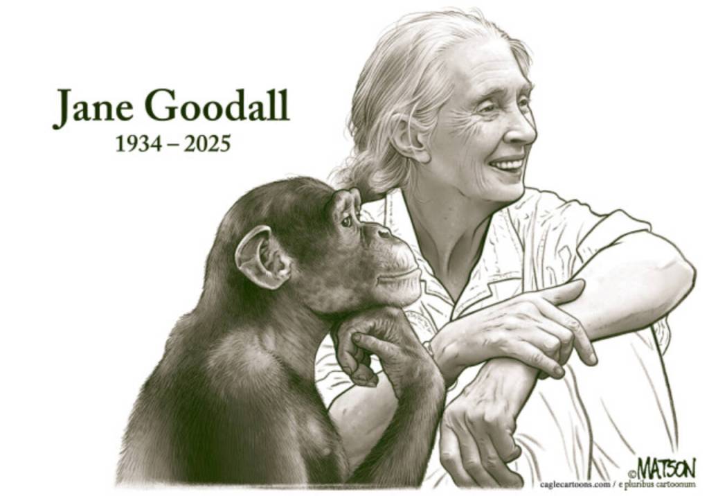 Dr. Jane Goodall in Gombe National Park on the 50th anniversary of her arrival there to begin her landmark chimpanzee studies.