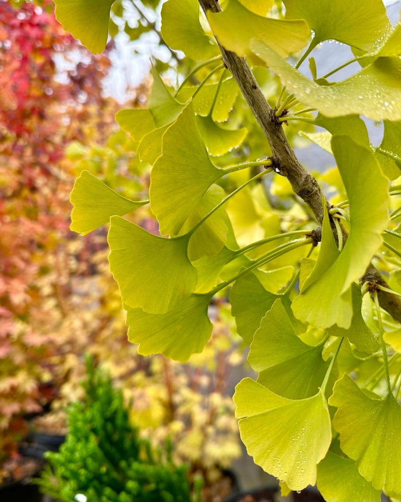 The Ginkgo Tree is truly a living fossil, a plant with unique fan-shaped foliage that is actually a conifer but yet looks like a deciduous tree. Say what? Ginkgos represents the bridge between coniferous creatures (Pine, Fir, Spruce, etc.) and our more modern deciduous plants. They are truly unique and their foliage turns about as golden-yellow as anything else on earth in autumn. (Sunnyside Nursery)