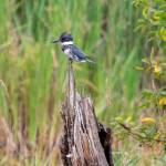 A kingfisher perches on the top of a dead tree in the northernmost section of the Chinook Marsh Project site on Tuesday, Aug. 13, 2024 in Snohomish, Washington. (Olivia Vanni / The Herald)