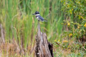 A kingfisher perches on the top of a dead tree in the northernmost section of the Chinook Marsh Project site on Tuesday, Aug. 13, 2024 in Snohomish, Washington. (Olivia Vanni / The Herald)