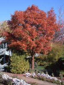 Paperbark-type maples have unique foliage, different than what you think of as maple. They boast electric red-orange fall foliage and peeling coppery-tan bar, which adds some serious winter interest. (Schmidt Nursery)