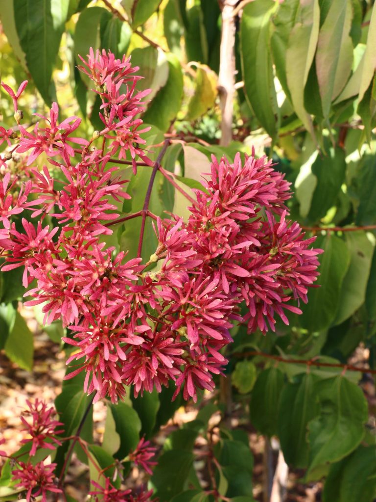 Seven Sons Flower may not be quite as known or popular around here, but trust me, they are worthy of consideration.(Schmidt Nursery)