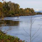 A boat navigates the Snohomish River near the Lowell Riverfront Trail on Oct. 21, 2025 in Everett, Washington. (Olivia Vanni / The Herald)