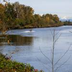 A boat navigates the Snohomish River near the Lowell Riverfront Trail on Oct. 21, 2025 in Everett, Washington. (Olivia Vanni / The Herald)