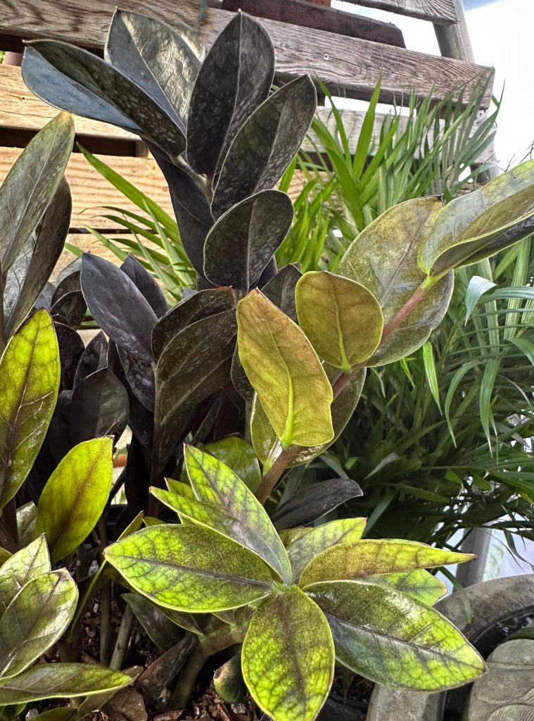 Go Edgar Alan Poe-style with some dark foliage as these Raven ZZ Plants are super easy to grow and thrive in all light conditions. Neon green new leaves contrast nicely with blackish older foliage as well. (Sunnyside Nursery)
