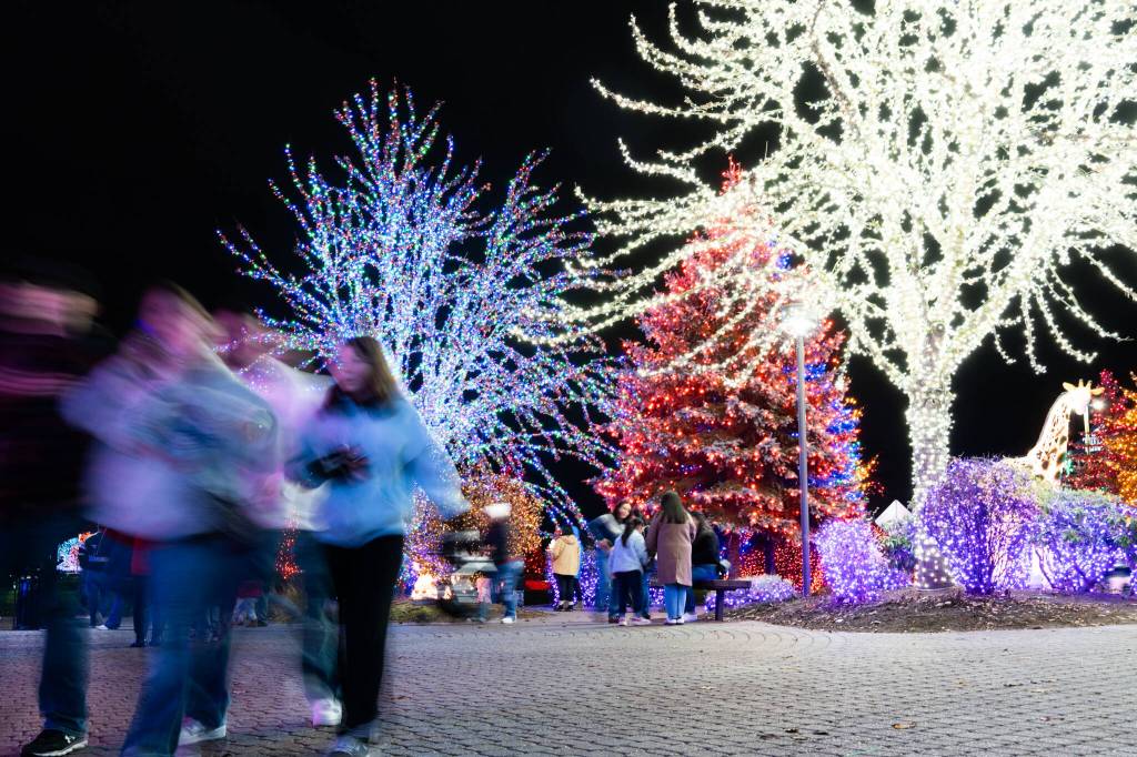 Visitors walk while looking at lights at the Tulalip Lights and Ice event on November 22, 2025 in Tulalip, Washington. (Will Geschke / The Herald)