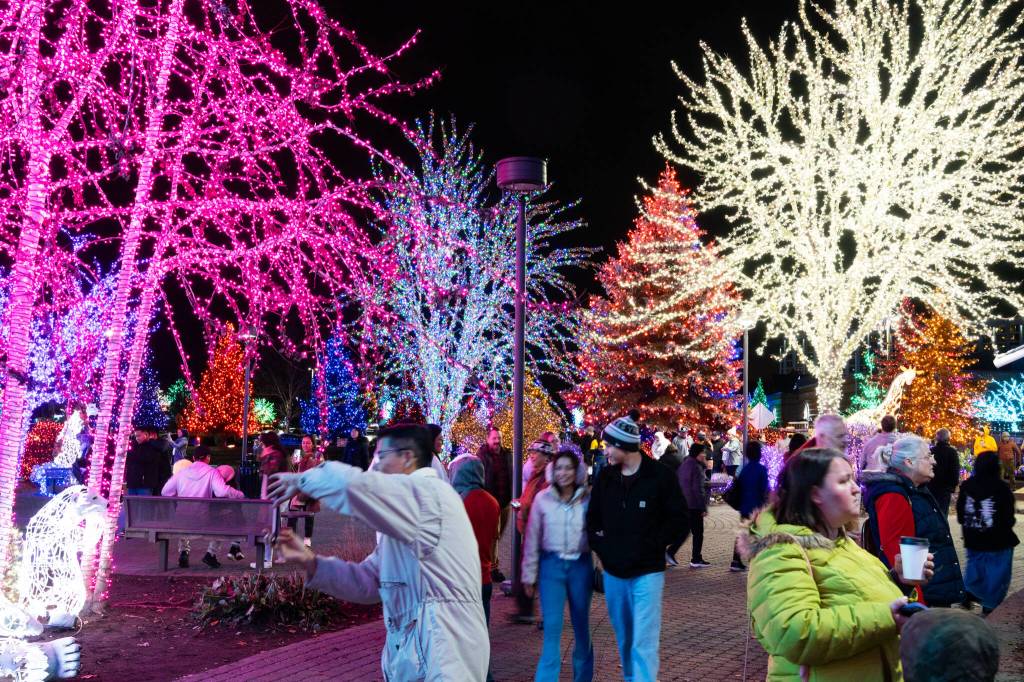 Visitors walk while looking at lights at the Tulalip Lights and Ice event on November 22, 2025 in Tulalip, Washington. (Will Geschke / The Herald)
