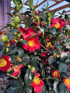Many outdoor gems, such as Camellias, bloom in the winter, some of which offer fragrance as a bonus. (Sunnyside Nursery)