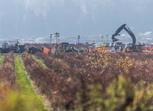 An excavator moves a large bag at the site of a fuel spill on a farm on Nov. 19, 2025 in Everett, Washington. (Olivia Vanni / The Herald)