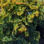 Chamaecyparis obtusa. (Sunyside Nursery)