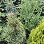 A mix of different conifers. This wonderful class of botanical treasures encompasses all things with needles (of course), but by definition it is any and all plants that produce a cone. (Sunnyside Nursery)