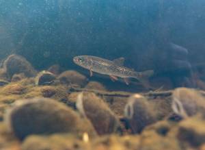 The Climate Commitment Act, passed by the Legislature in 2021, is designed to reduce pollution to 95% of 1990 levels by 2050. (Olivia Vanni / The Herald)